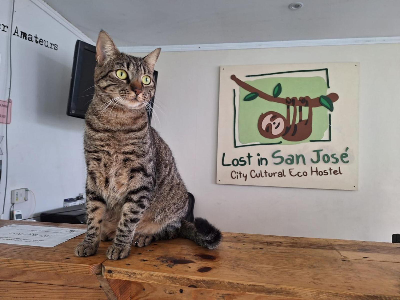 Lost In San Jose Hotel & Hostel Dış mekan fotoğraf